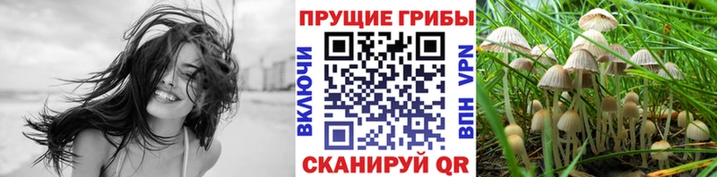где купить наркоту  Костомукша  МЕГА маркетплейс  Псилоцибиновые грибы мицелий 
